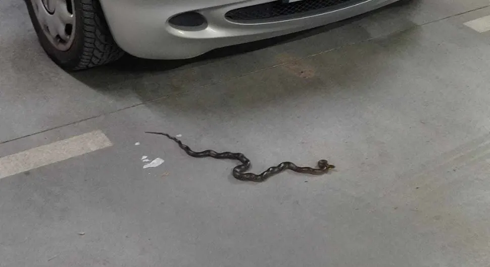 Змија у гаражи уплашила становнике зграде у Бањалуци