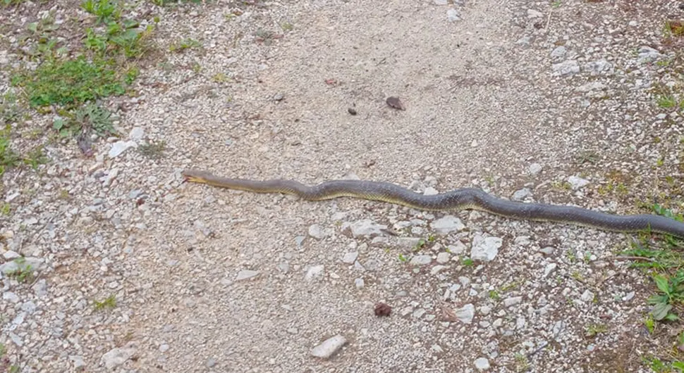 Zastrašujući susret: Čovjek iz BiH naletio na zmiju dugu više od metar i po