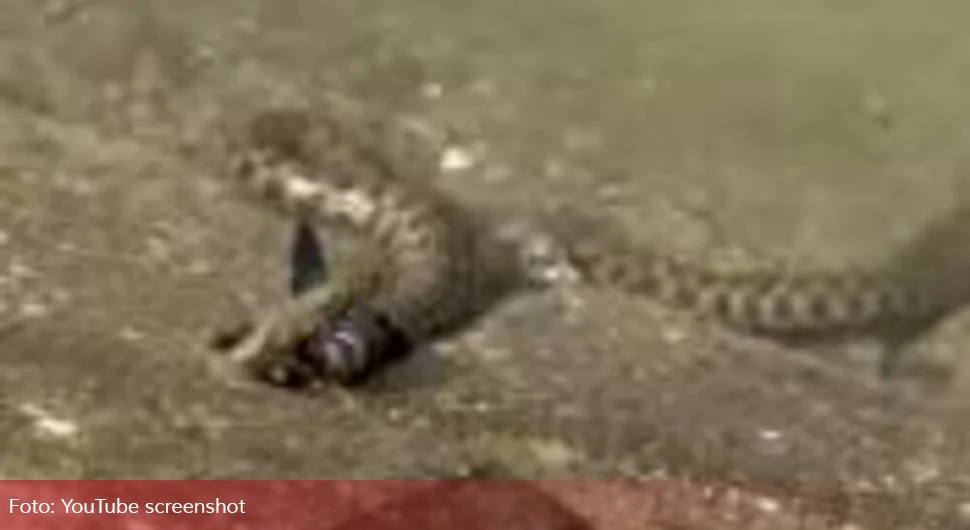 3907961_screenshot-20240616-135507_ls.webp