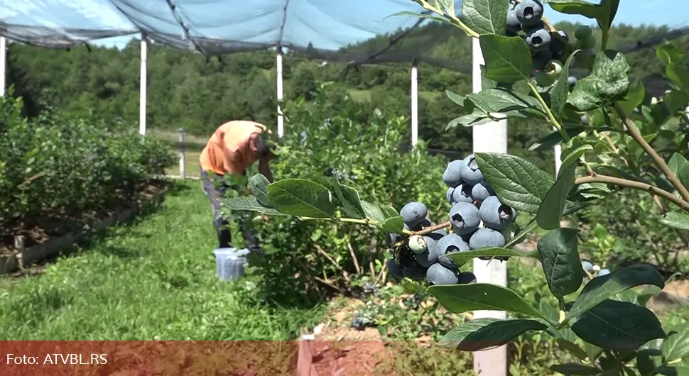 Cijena po satu berbe borovnica 6 KM
