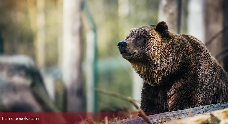 Lovac upucao medvjeda na drvetu, životinja pala na drugog lovca i usmrtila ga