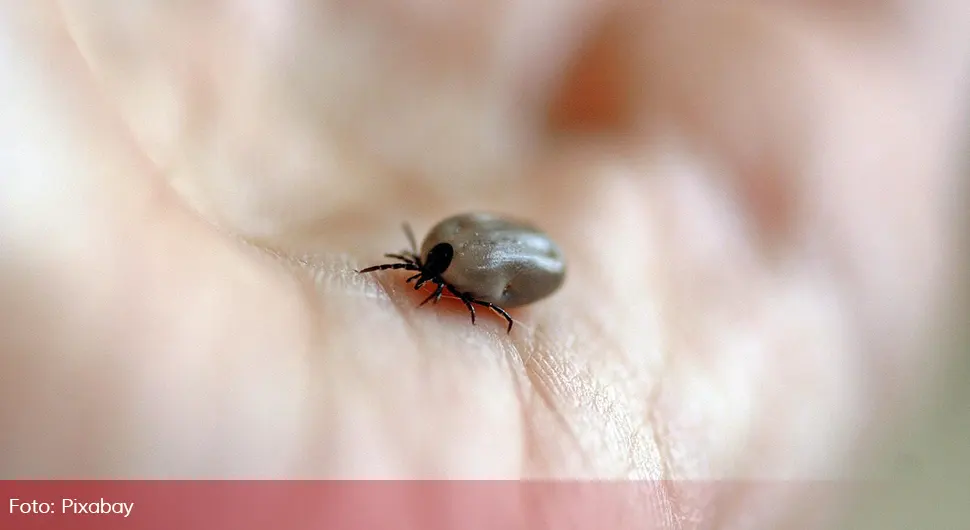 Kreće najezda krpelja: Imate 24 sata prije nego se desi ono čega se svi plašimo