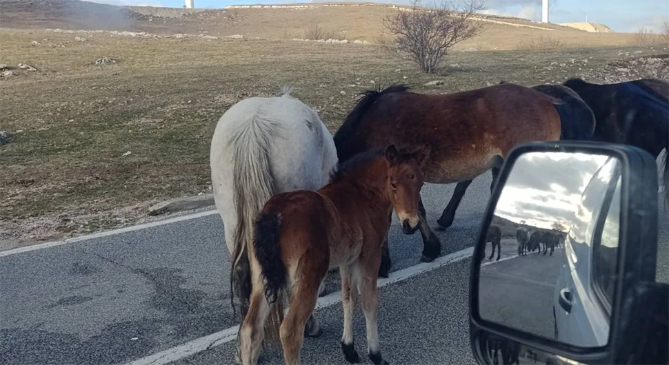 Konji na putu: Vozači, oprez