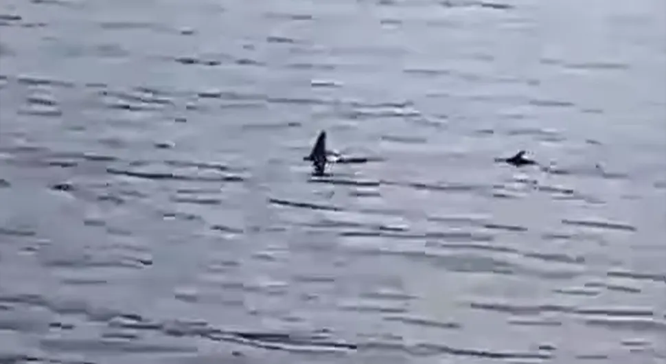 Нови снимак ''немани'' у Јадранском мору: Из воде изронила пераја, одмах се огласили стручњаци