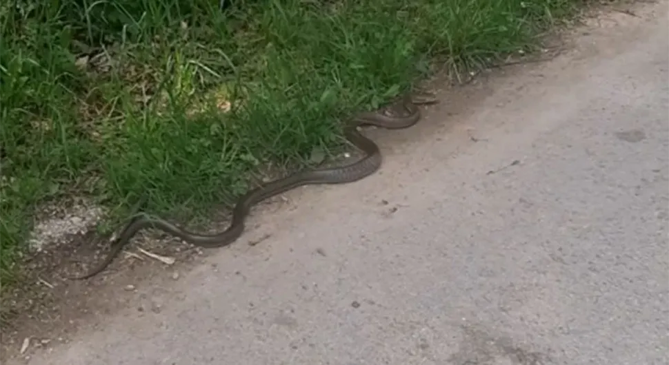 Ogromna zmija snimljena u bh. gradu