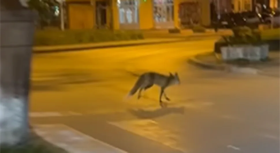 Lisica prošetala centrom Banjaluke