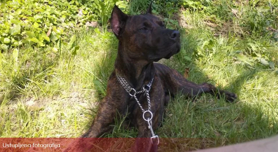 Nestao pas u Banjaluci: Vlasnici mole za pomoć