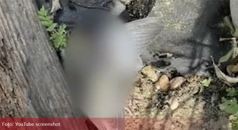 Ptice eksplodiraju u vazduhu: Mještani u šoku