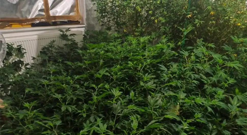 marihuana.webp