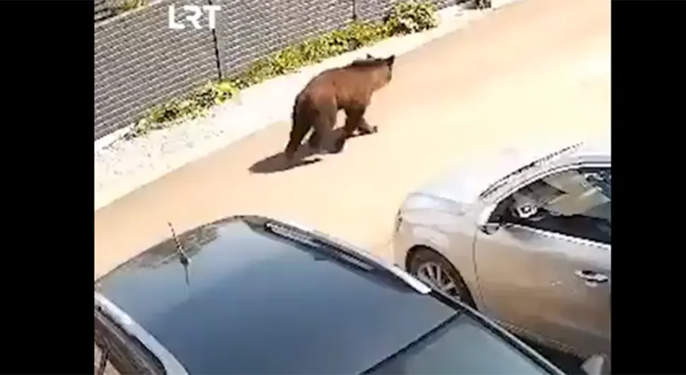 Medvjed luta kroz naselje, lovci odbijaju naredbu za odstrel