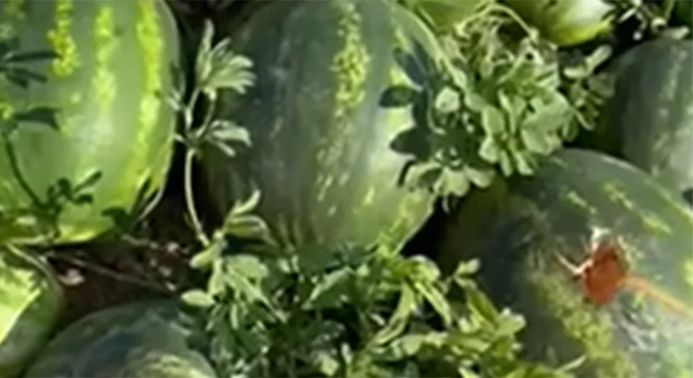 лубенице.webp