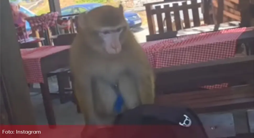 Majmun u Crnoj Gori upao u restoran i pojeo ručak gostima