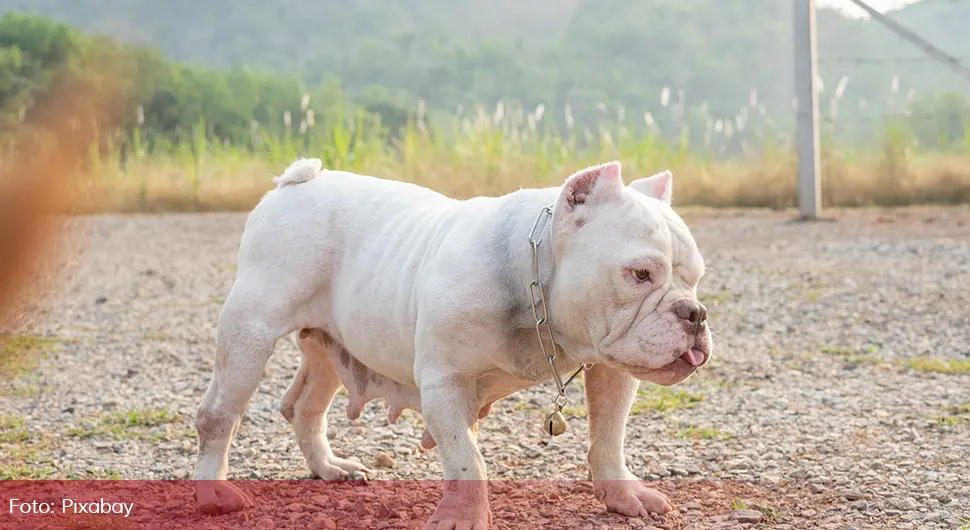 Pitbul Sebastijan čeka operaciju, pogledajte mu šapicu