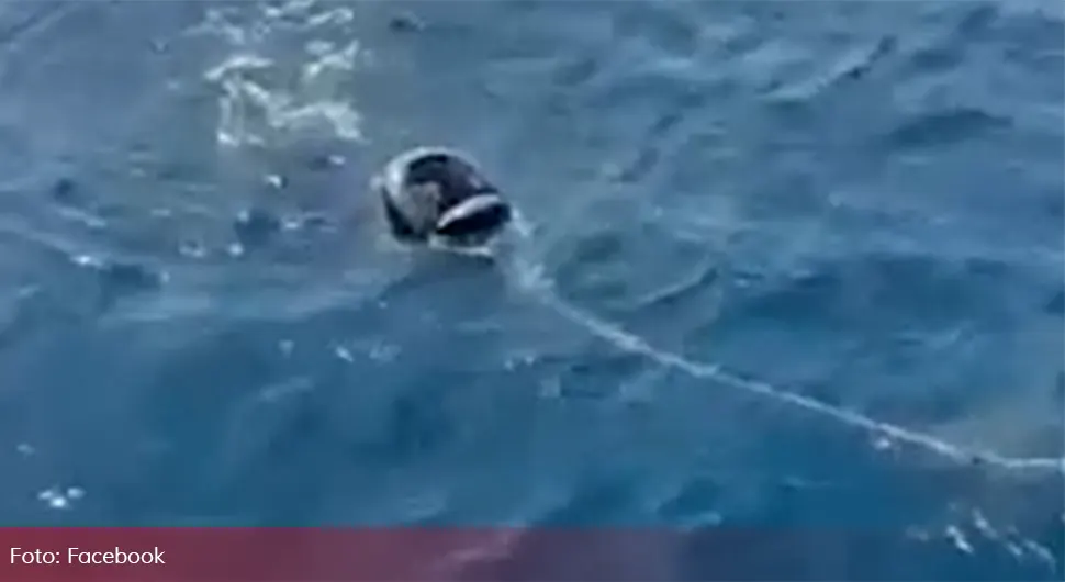 Migrant pokušao da prepliva Alboransko more