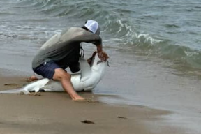 Спашавао морског пса а он га угризао