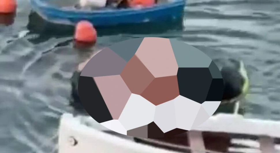 дуб.webp