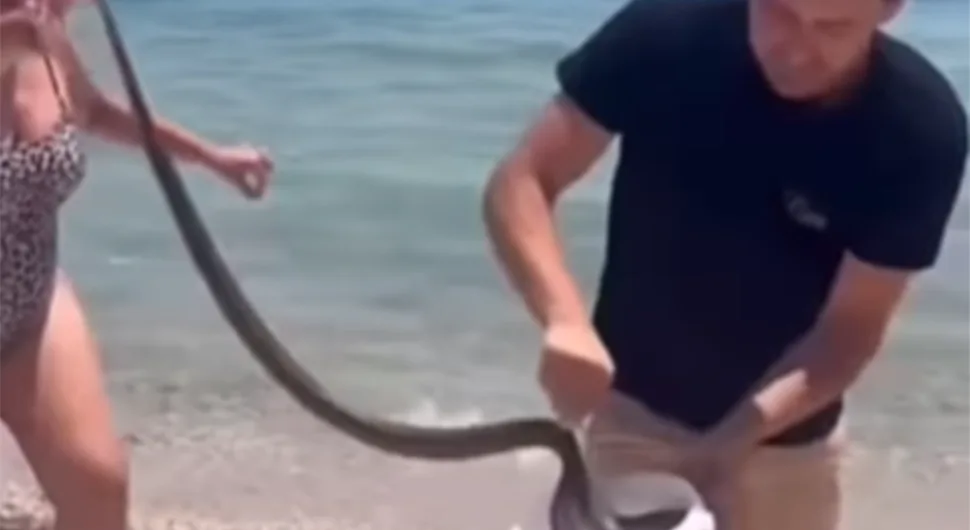 Nesvakidašnja scena na plaži: Turisti uhvatili zmiju golim rukama