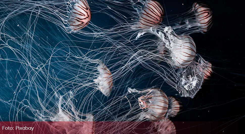 meduze.webp