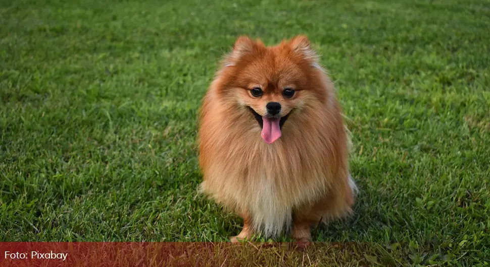 pomeranac.webp