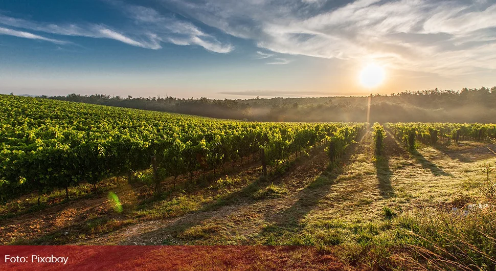 vinograd.webp