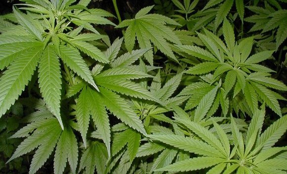 marihuana-ilustracija.jpg