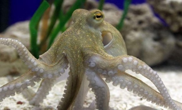 hobotnica.jpg