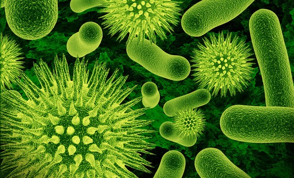 bakterija-bakterije.jpg