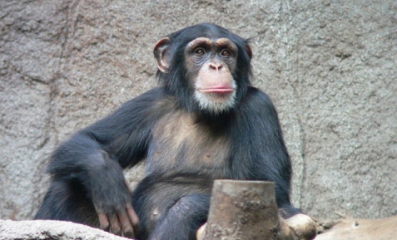 simpanza-majmun.jpeg