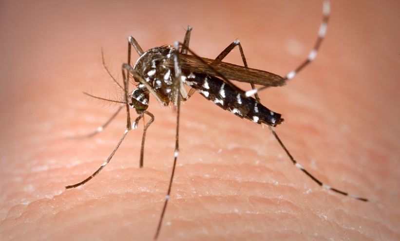 otkriven-lijek-protiv-bolesti-koje-sire-komarci.jpg